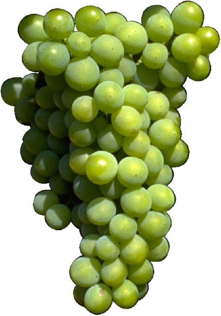 grapes